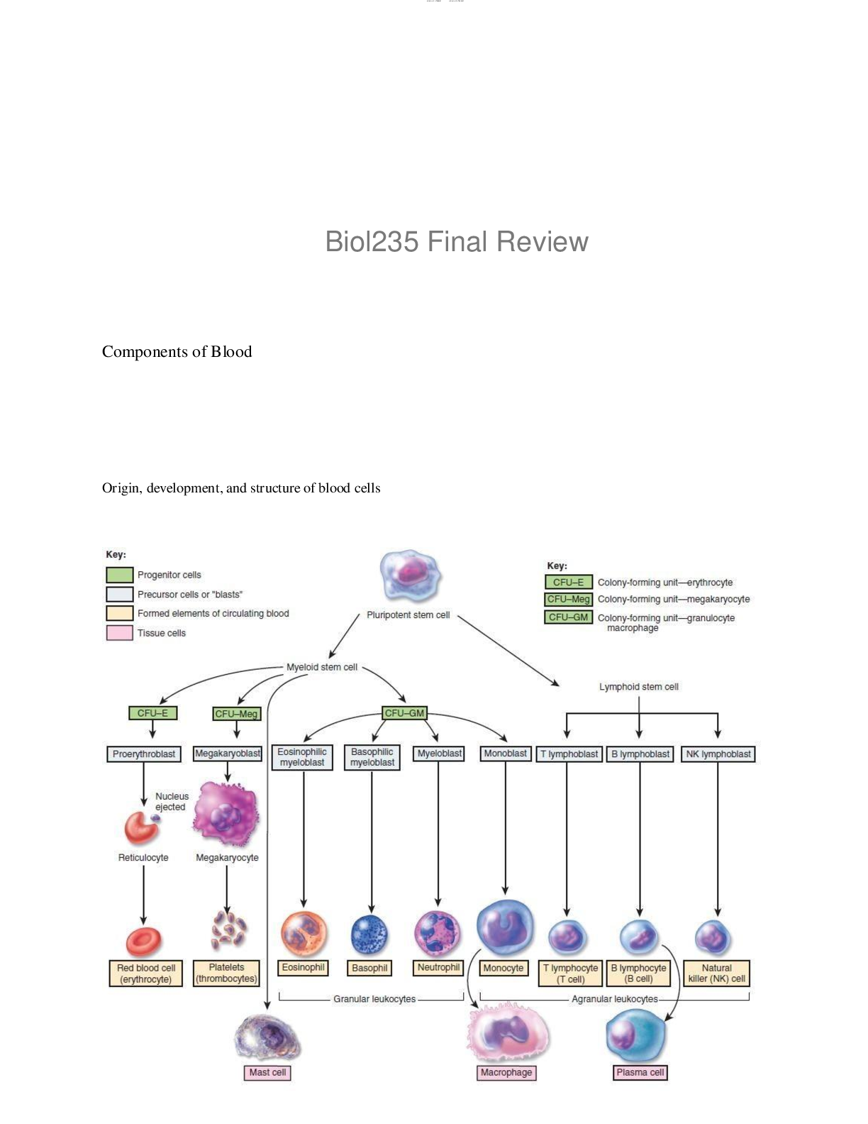 Preview of Biol235 Final Review(human anatomy and physiology (bio 235)}